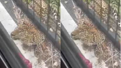 तेंदुए ने अचानक से किया हमला