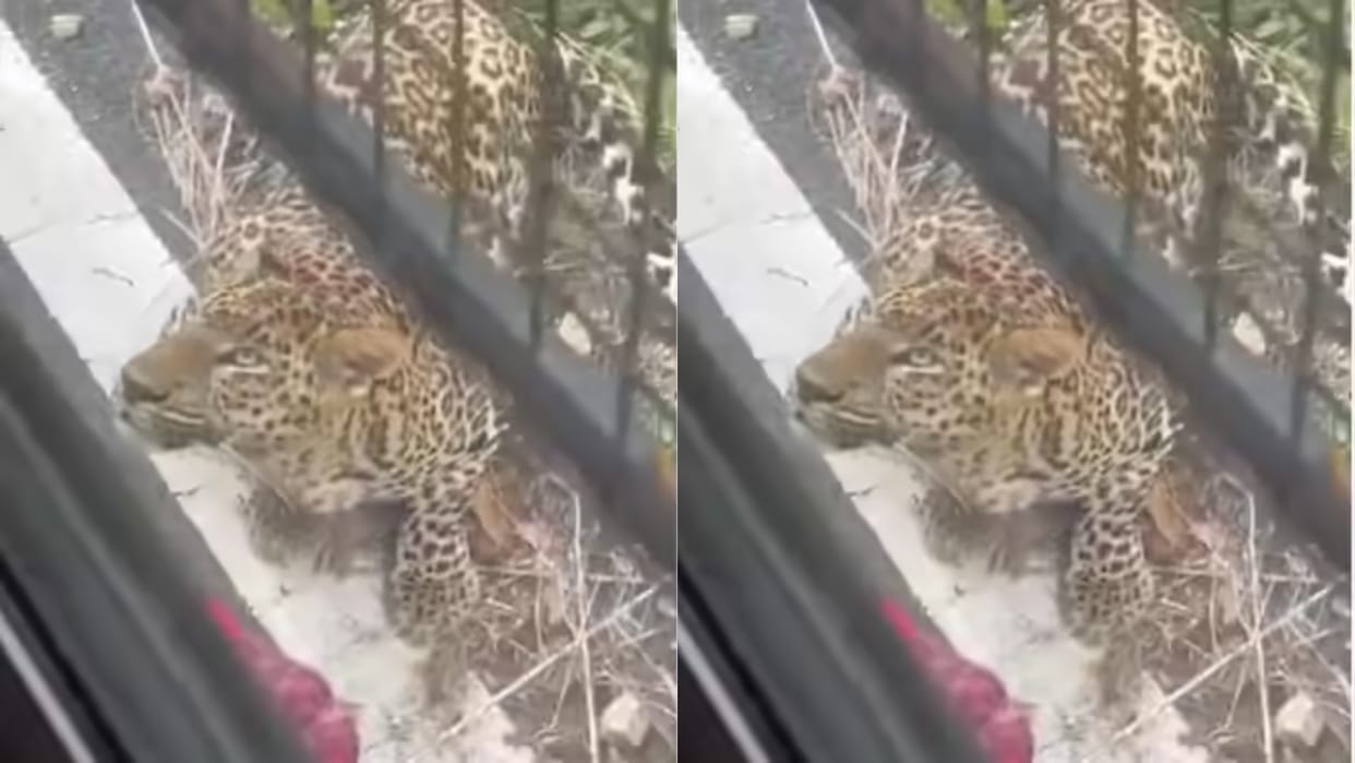 Bengaluru Safari Leopard climbs through a bus window and attacks a woman Video goes Viral