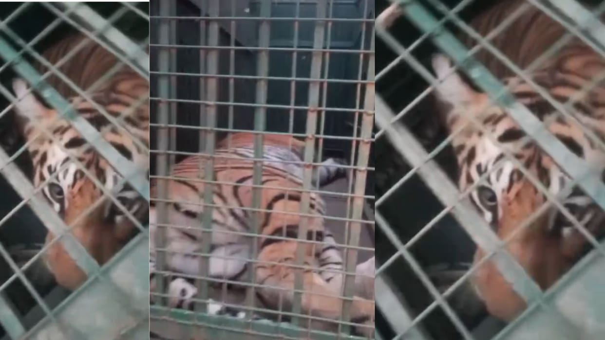 forest department team caught tiger at Mohammadpur Rajouri After 13 days in Bijnor