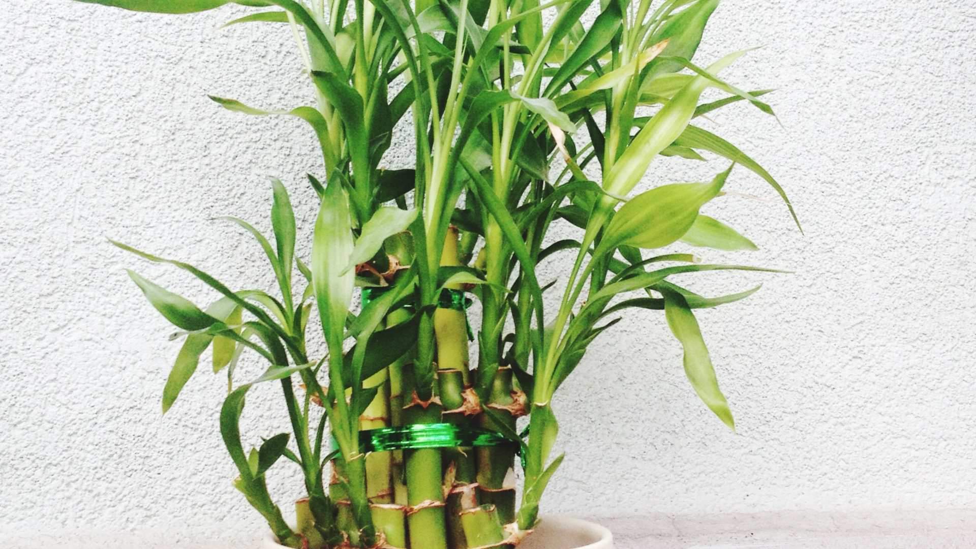 These plants are lucky for your home vastu ke anusar ghar mein kaun se paudhe lagane chahiye