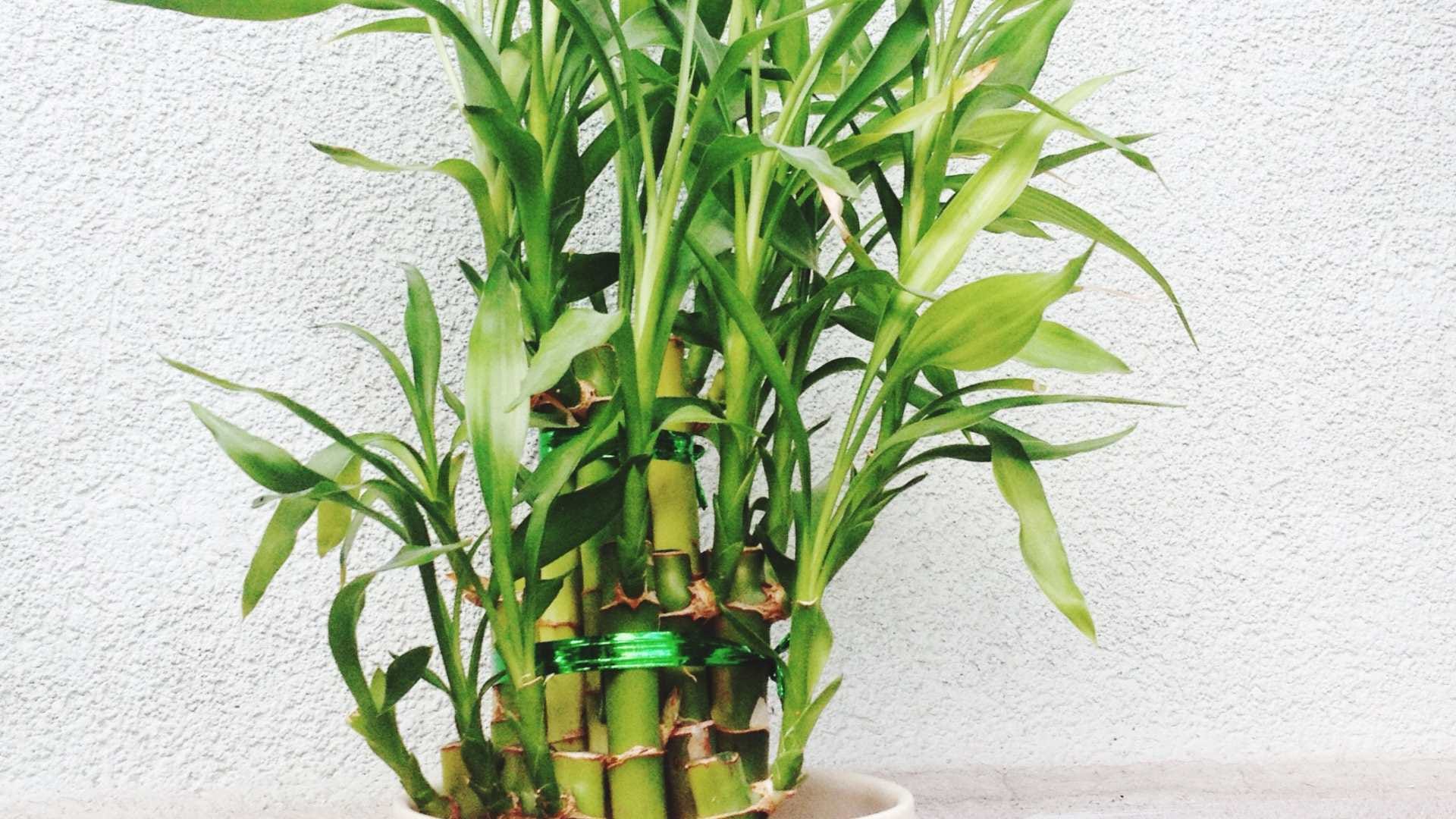 Feng shui tips for 6 lucky things to keep in house that bring money and wealth