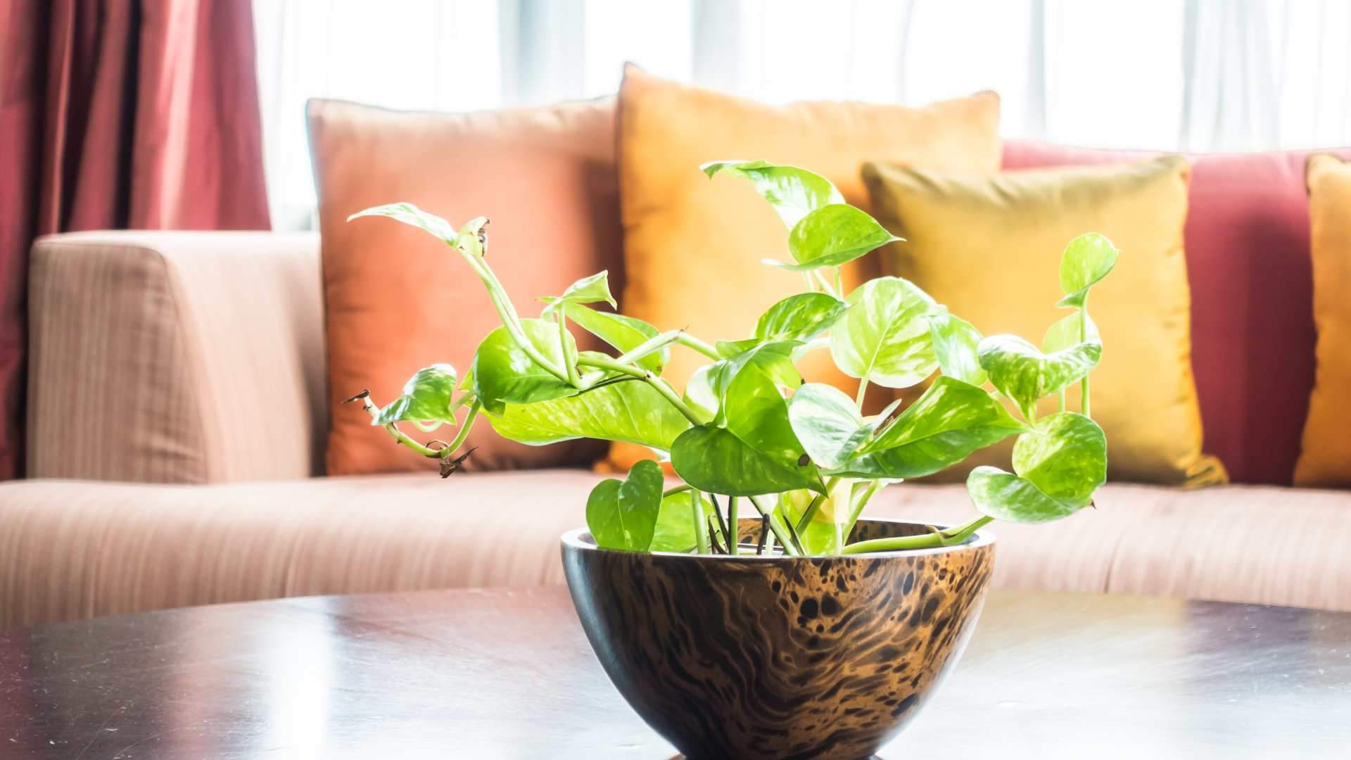These plants are lucky for your home vastu ke anusar ghar mein kaun se paudhe lagane chahiye