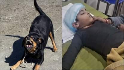 Sagar News: Rottweiler mauls 6-year-old; child critical, father files case against dog owner