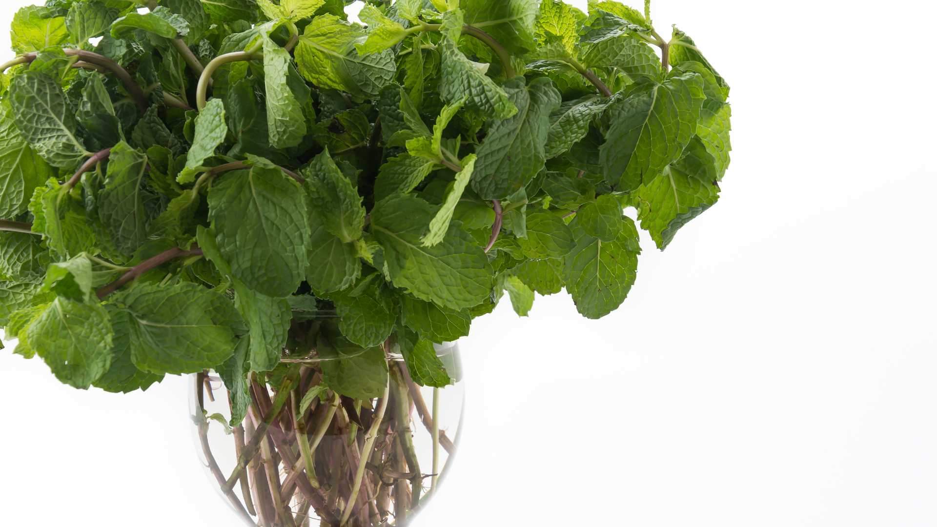 These plants are lucky for your home vastu ke anusar ghar mein kaun se paudhe lagane chahiye