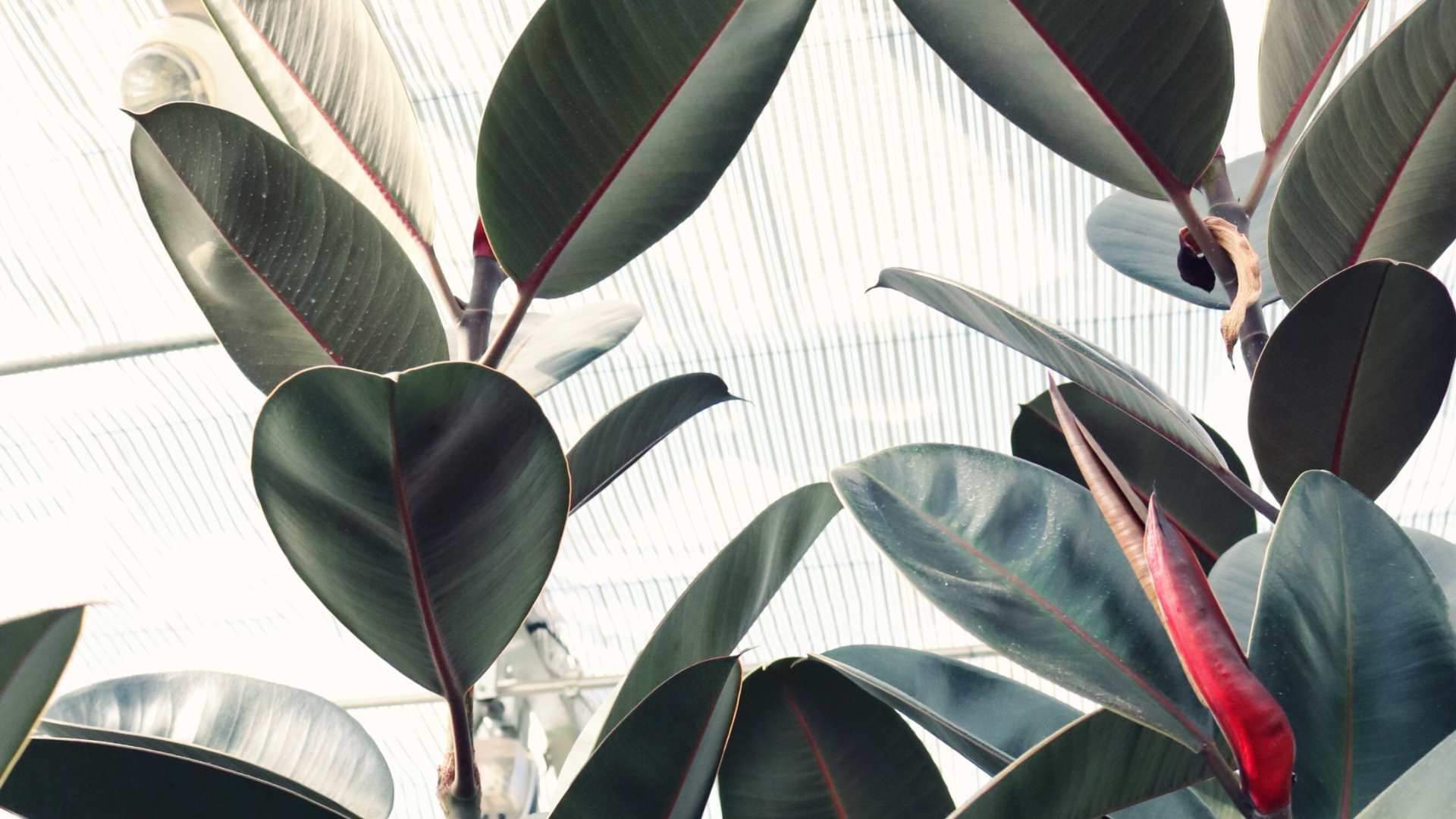 These plants are lucky for your home vastu ke anusar ghar mein kaun se paudhe lagane chahiye