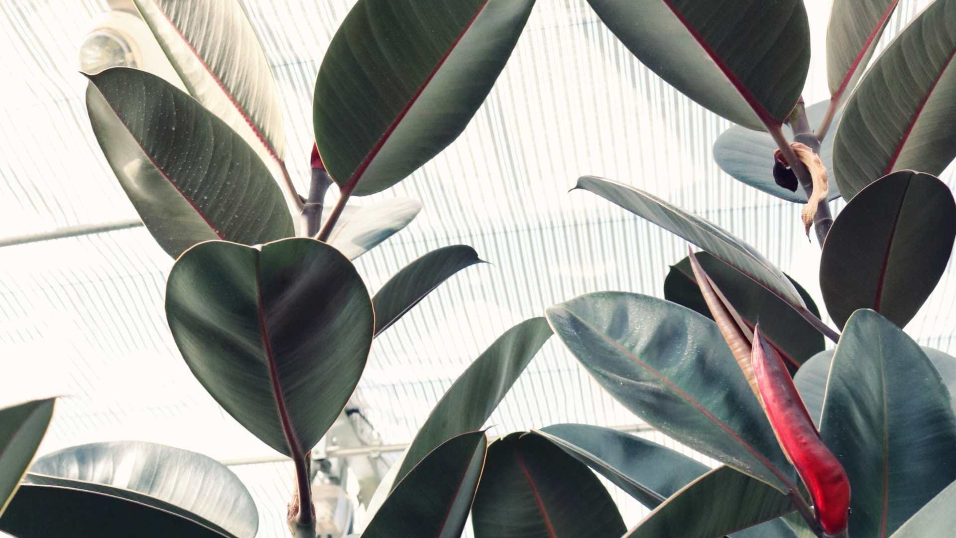 These plants are lucky for your home vastu ke anusar ghar mein kaun se paudhe lagane chahiye