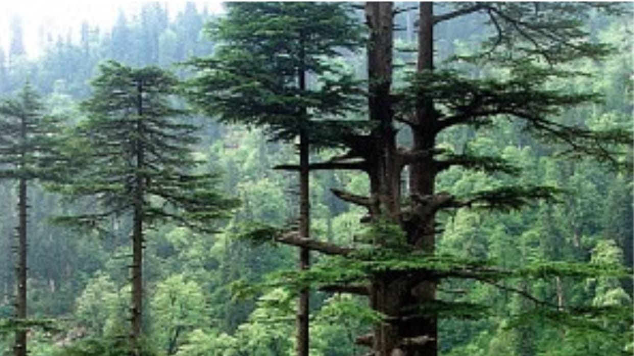 Due to the magic of fungus roots of cedar rai and tosh will deepen him growth booster