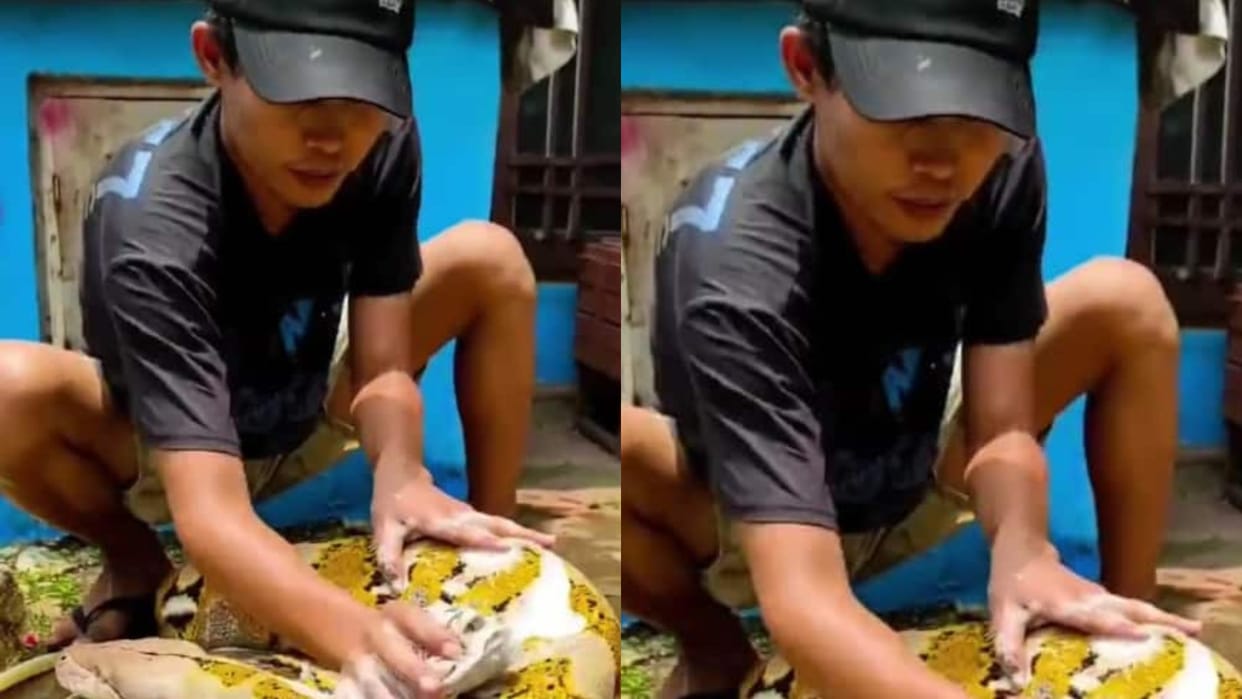 Boy washes large python as if it were a cloth people stunned as he rubs it with detergent video goes viral