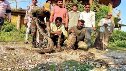 Chittorgarh News: Five pythons found in a single well, Forest Department team rescues them all safely