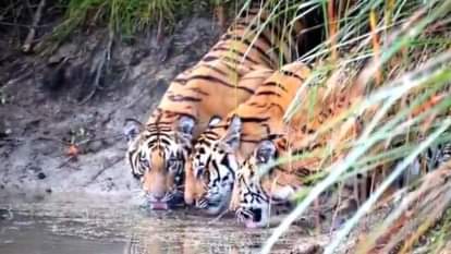 Three tigers seen drinking water together in Dudhwa reservoir video goes viral