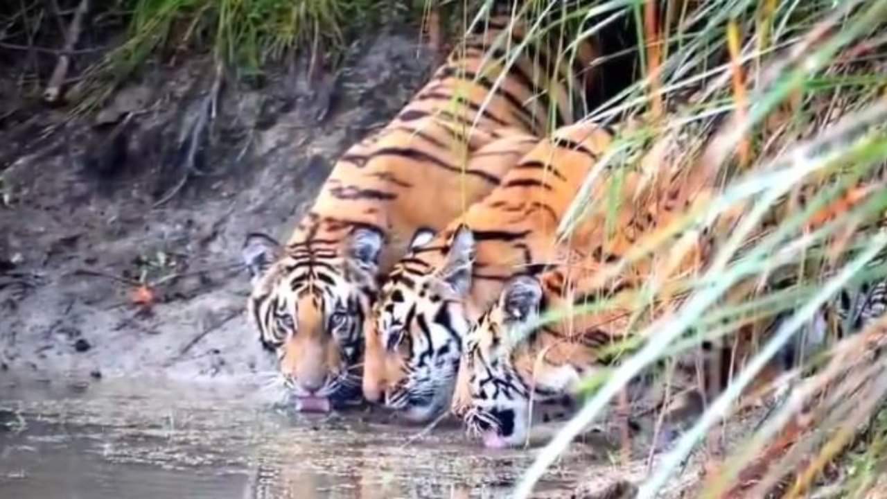 दुधवा में बाघ