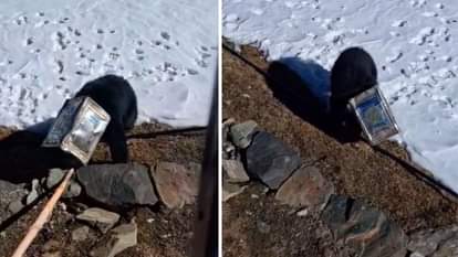Himachal Bear mouth stuck in a canister video emerges from Manimahesh Kailash Lake rescue team dispatched