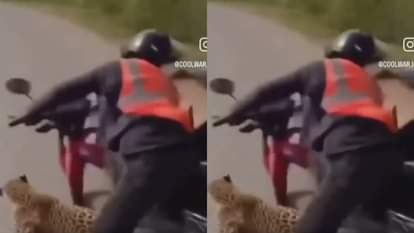 A leopard suddenly roared out of the bushes and pounced on a couple walking on the road Video goes Viral