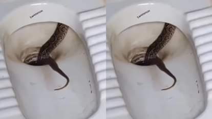 A hissing snake was seen as soon as the toilet seat was lifted and as soon as the sound of footsteps was heard