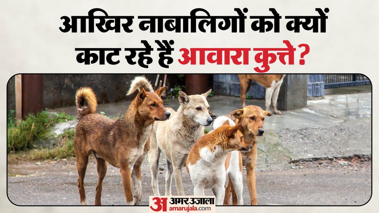 UP: Every third victim of dog and animal bites is a minor, dog bites are the most common, reveals survey