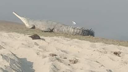 Alligators and crocodiles were seen on the riverbank in Bareilly