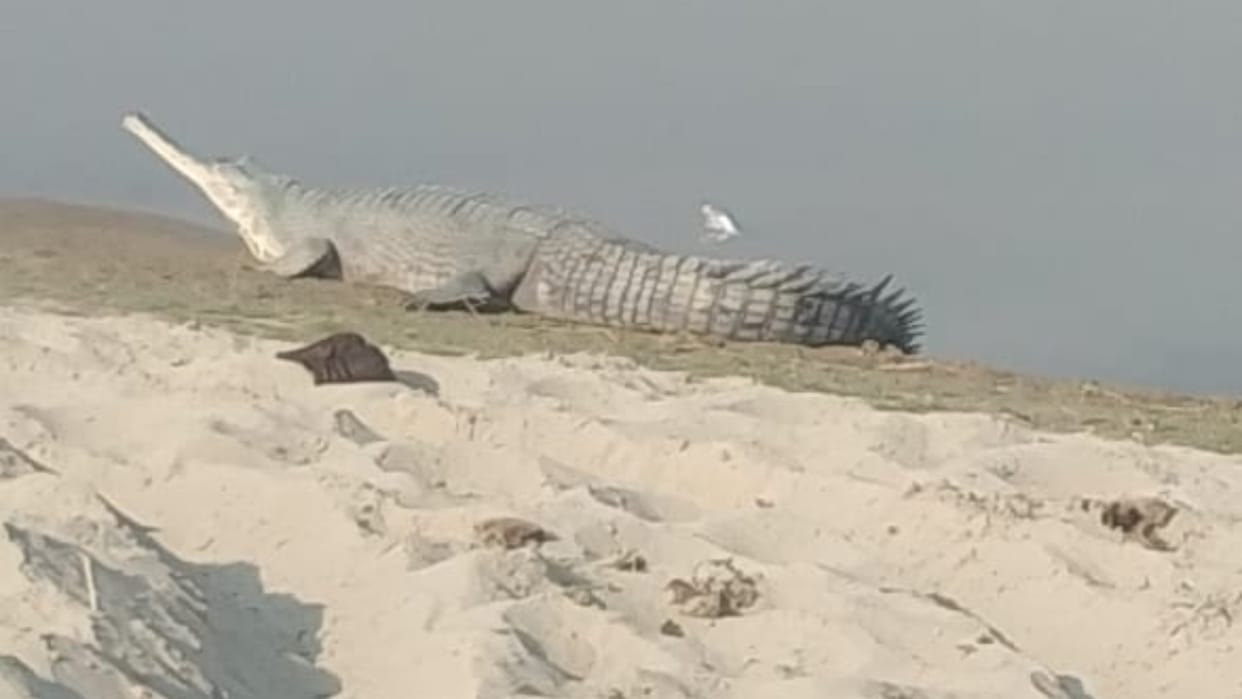 Alligators and crocodiles were seen on the riverbank in Bareilly