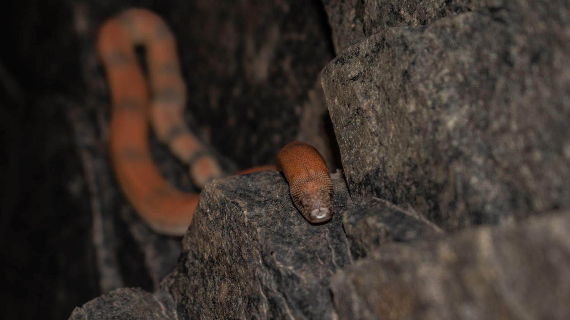 Red Snakes beauty powerful in venom too these are the world most dangerous red snakes