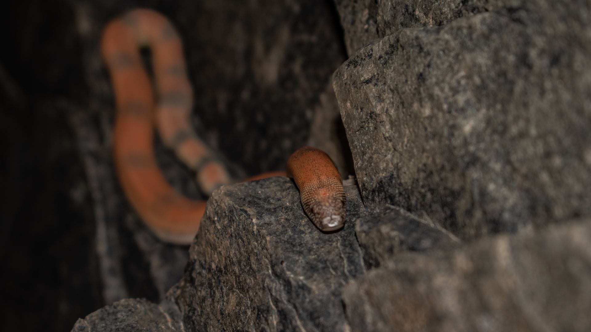 Red Snakes beauty powerful in venom too these are the world most dangerous red snakes