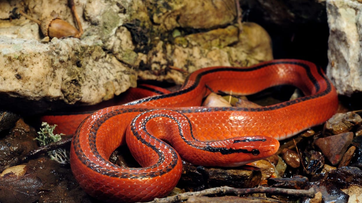 Red Snakes beauty powerful in venom too these are the world most dangerous red snakes