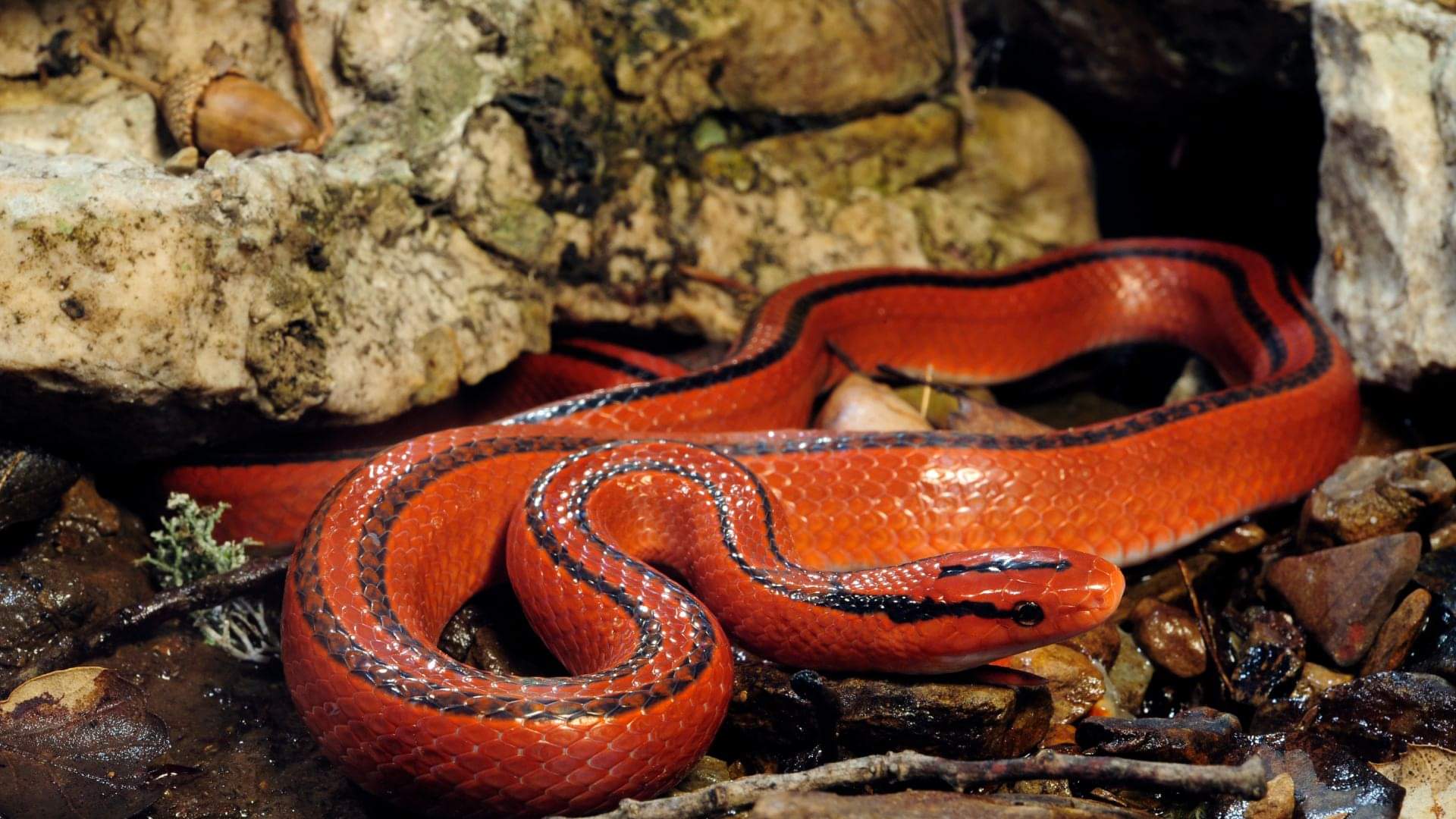 Red Snakes beauty powerful in venom too these are the world most dangerous red snakes