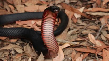 Snake performs Aarti by lifting a plate in Shiva temple people are shocked after watching the AI video