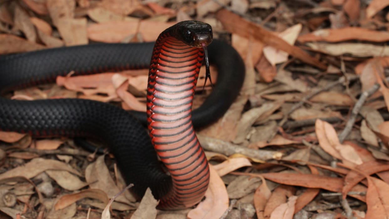 14 people were bitten by snakes in 12 hours