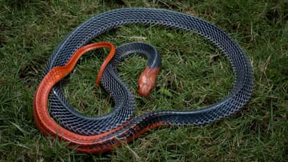 A several feet long snake was seen swimming in water people screamed in fear when seen on the road