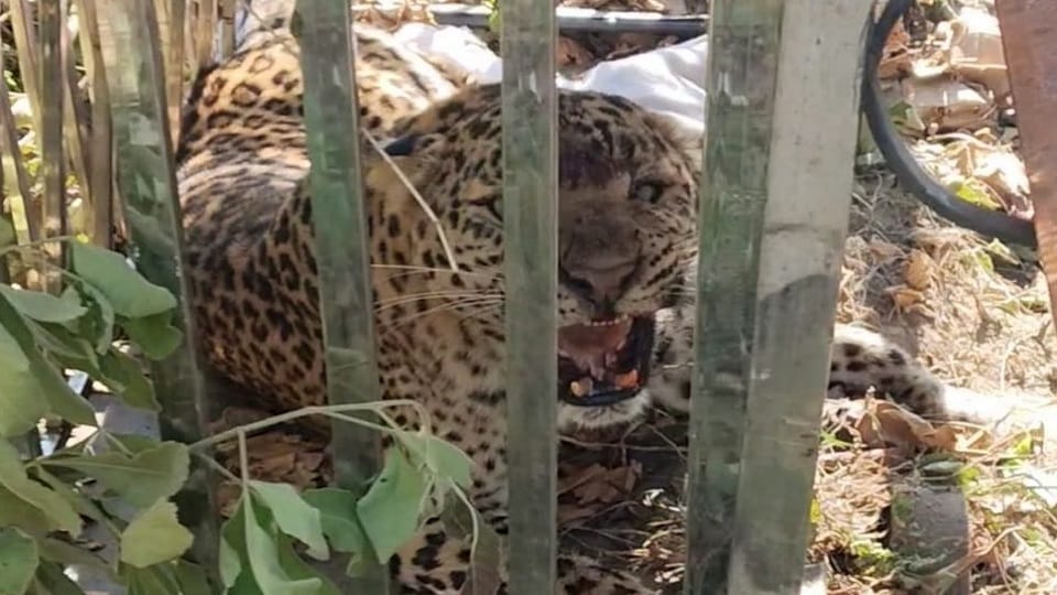 leopard that attacked woman in Churani village Lohaghat captured in cage