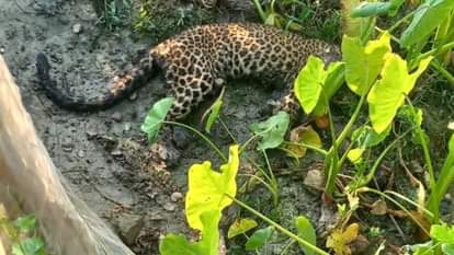 Leopard found dead near village postmortem to be conducted in Pilibhit