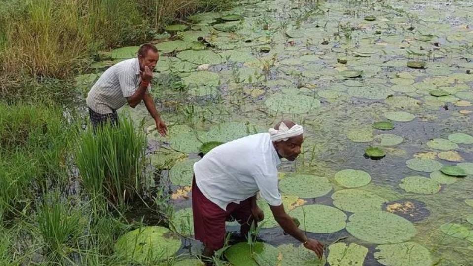 Water chestnut cultivation to begin in UP 18 crore action plan ready farmers to be trained