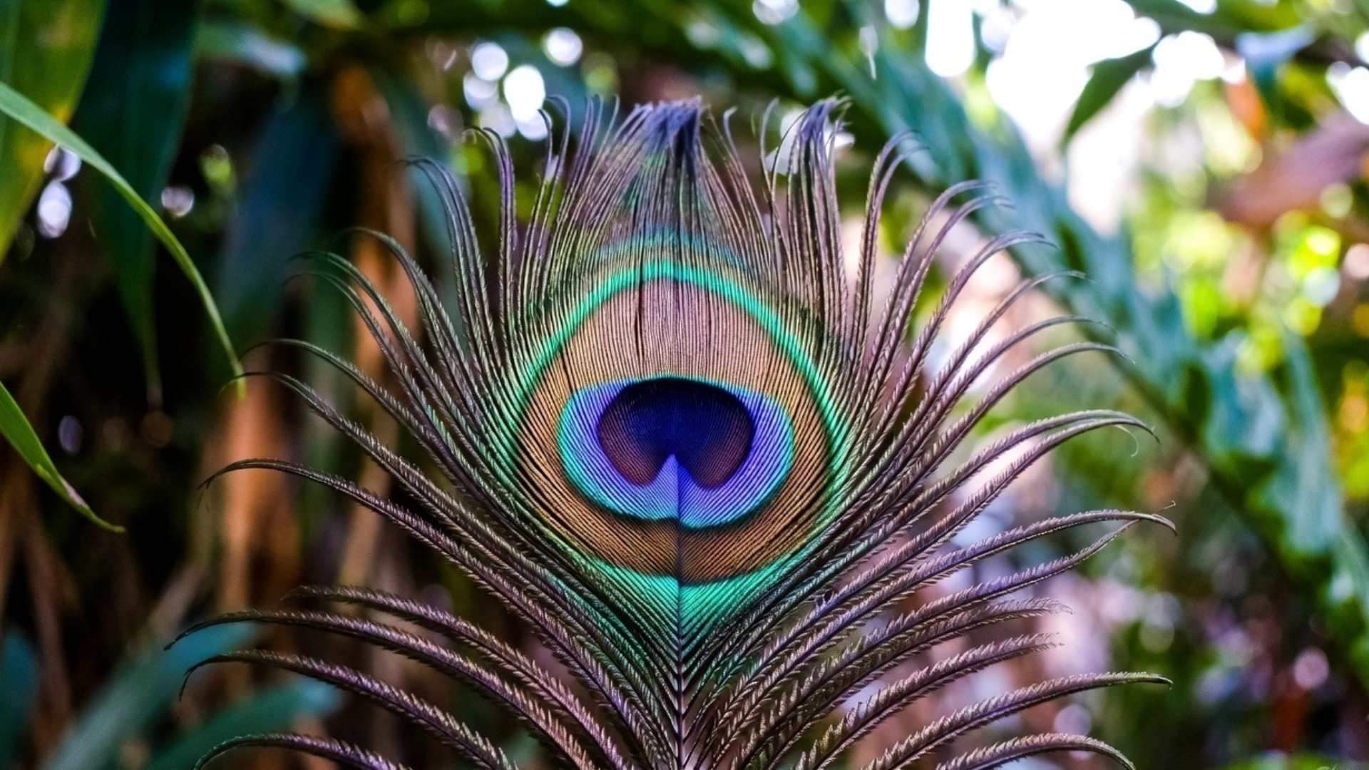 Feng shui tips for 6 lucky things to keep in house that bring money and wealth