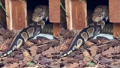 King Cobra swallows python raw people are stunned by the scene video goes viral on Internet