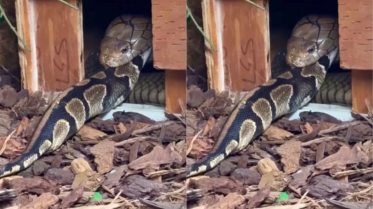 King Cobra swallows python raw people are stunned by the scene video goes viral on Internet