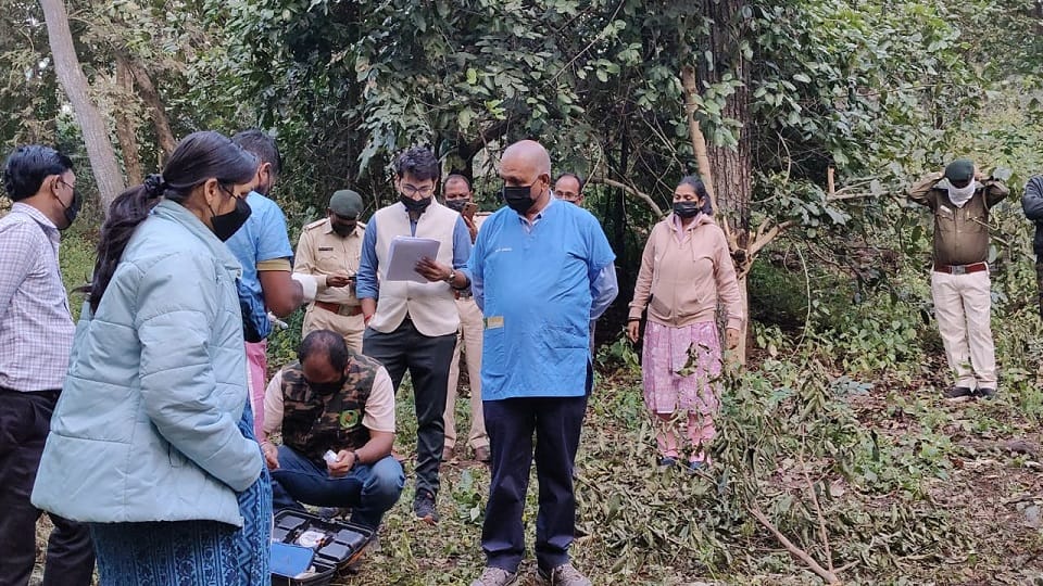 Indian bison hunted five accused arrested sent to jail in Kabirdham