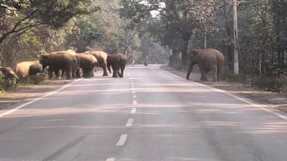 large group of elephants has set up camp causing a long queue of vehicles as soon as they leave the road in Ra