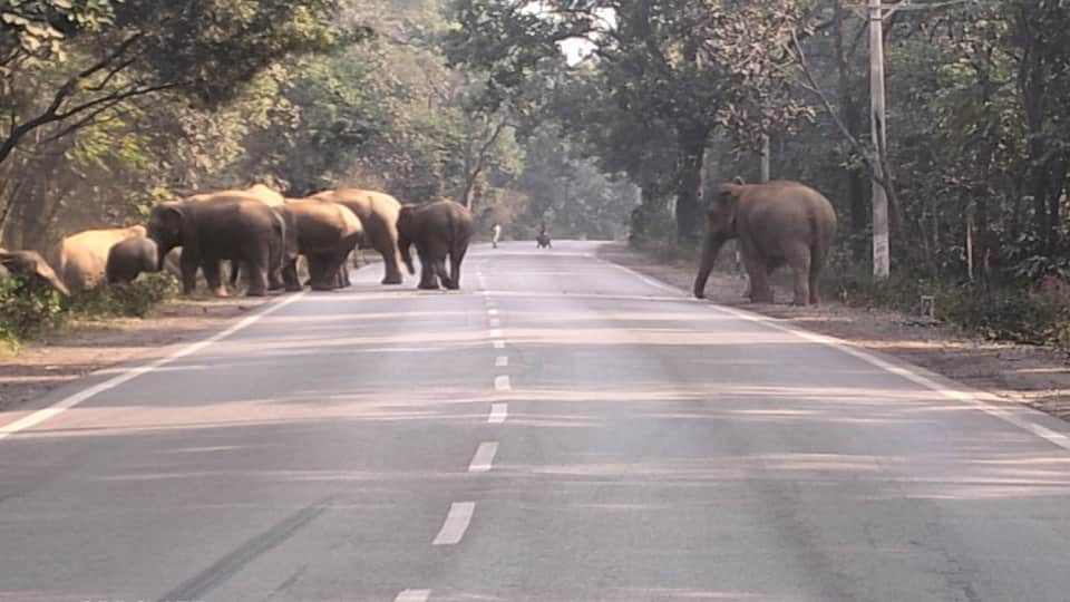 Raigarh-Gharghoda Road Blocked by Elephants: Traffic Halted as Herd of 49 Roams, Forest Dept Stops Route