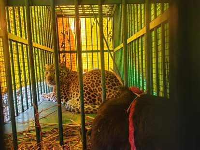 Sitapur: Leopard, synonymous with terror, caged; 22-day-long panic ends