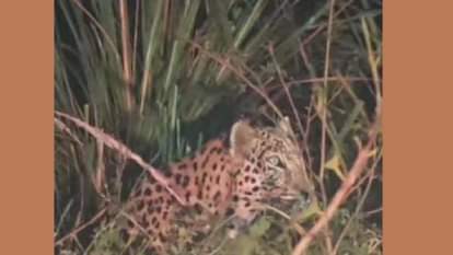 leopard spotted in Aloowala village in Yamunanagar, causing panic among villagers, guard with sticks