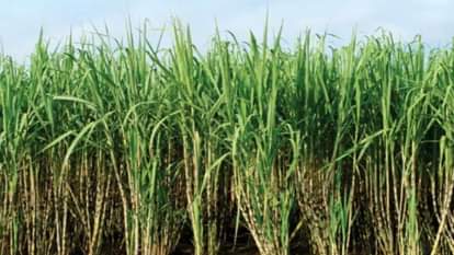 Baghpat: Snake hidden in sugarcane bites labourer on finger; condition critical, referred to Meerut