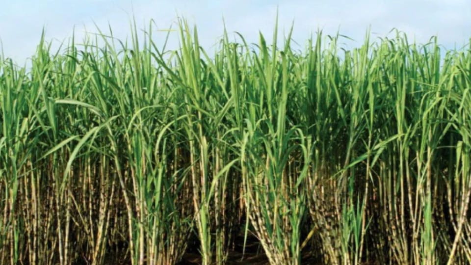 Farmers abandoned sugarcane cultivation in kashipur