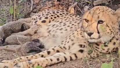 Good news in Kuno National Park, Indian cheetah Mukhi gives birth to five cubs in Kuno