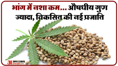 UP: A cannabis crop with less intoxication and more medicinal properties