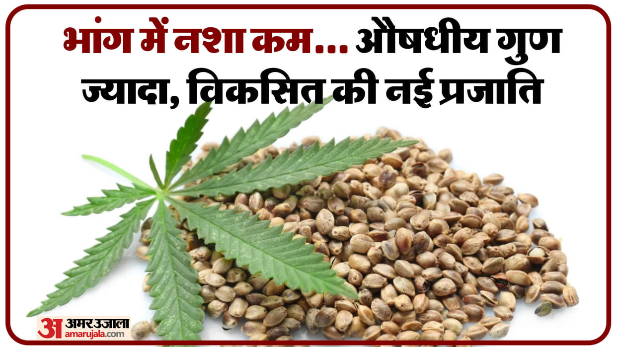 UP: A cannabis crop with less intoxication and more medicinal properties