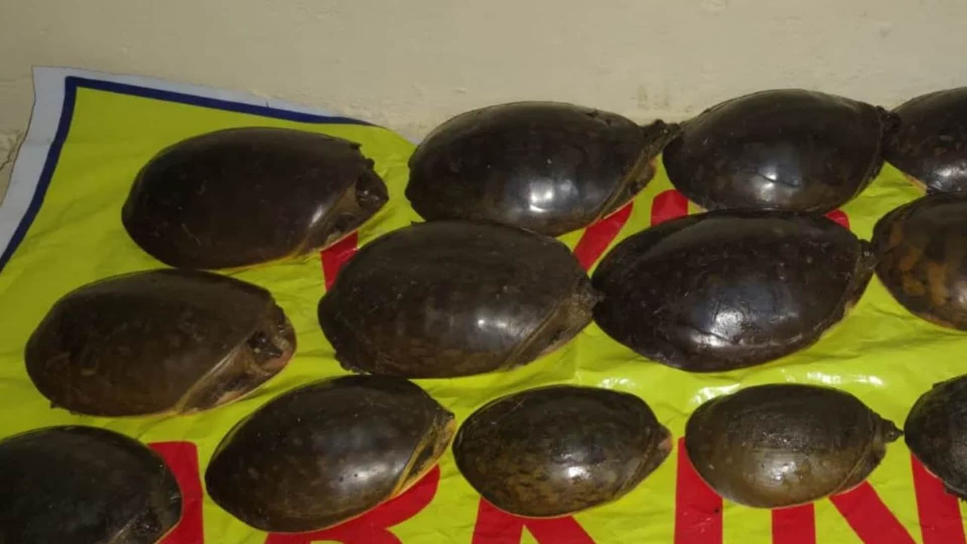दुर्लभ प्रजाति के कछुओं की तस्करी