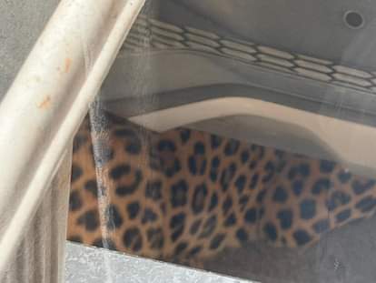 Leopard Enters Water Resources Minister Suresh Rawat’s House in Jaipur’s VVIP Civil Lines Area