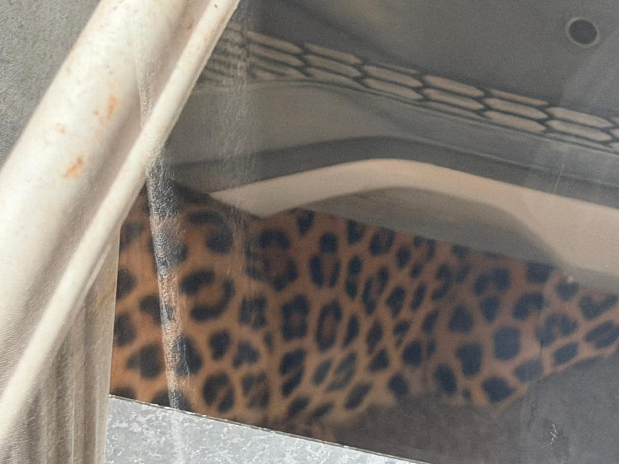 Leopard Enters Water Resources Minister Suresh Rawat’s House in Jaipur’s VVIP Civil Lines Area
