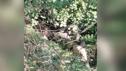 Shimla: dead body of a young man was found in the forest of Fagli.