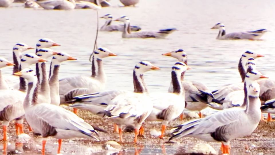 Migratory Birds Arrive at Hastinapur Wetland After Long Transcontinental Journey