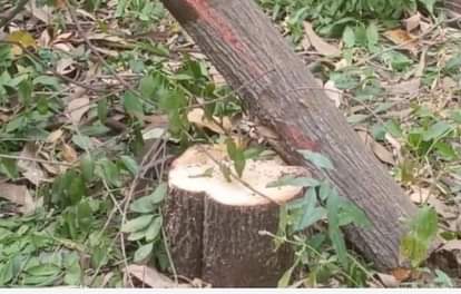 MP News: Sandalwood tree stolen from Forest Department office in the capital, raising questions about security